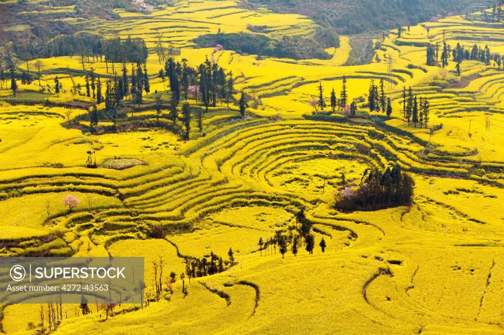 China, Yunnan, Luoping. Mustard fields at Niujie, known as the 'snail farms' due to the unique snail shell like terracing.