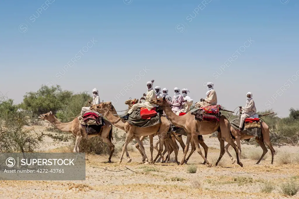 Chad, Kanem, Bahr el Ghazal, Sahel. A group of Kreda men ride their camels near the Bahr el Ghazal seasonal river.