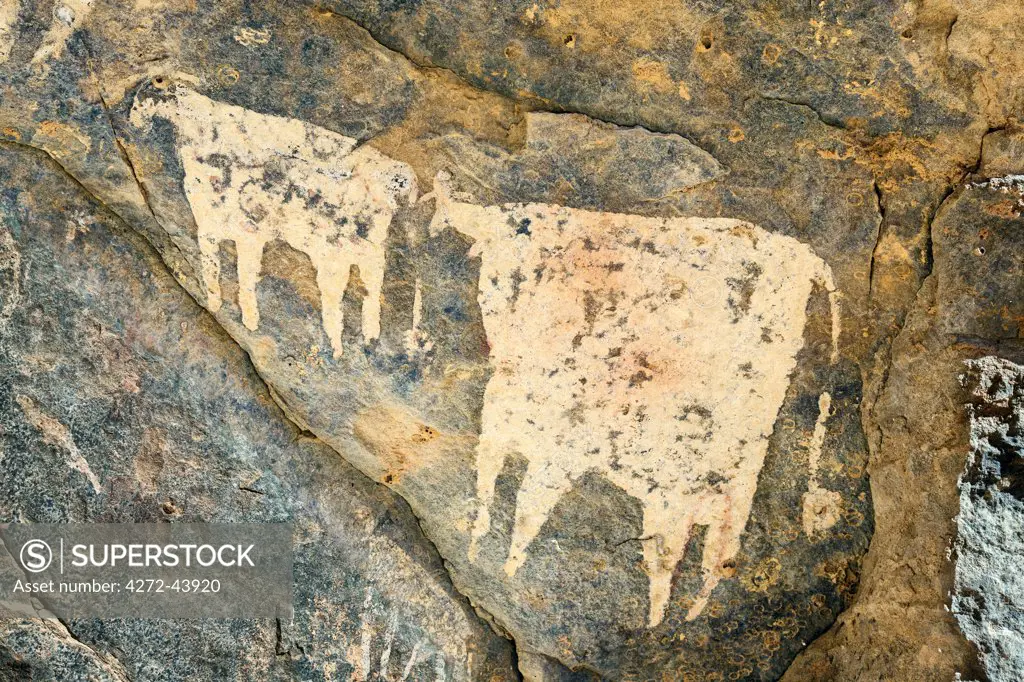 Chad, Wadi Archei, Ennedi, Sahara.  An ancient painting of two white bulls on the wall of a cave.