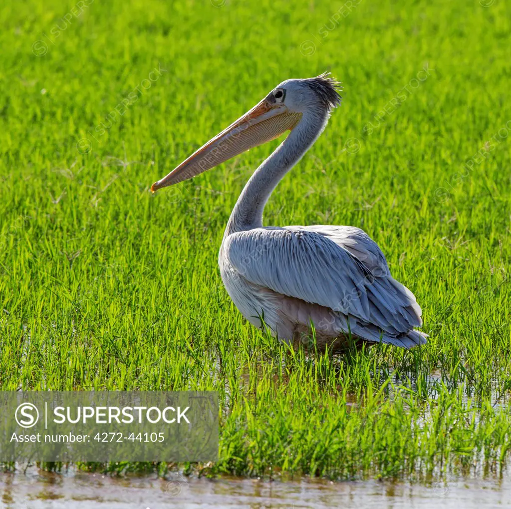 A Pink backed Pelican on the flooded banks of the Omo River, Ethiopia