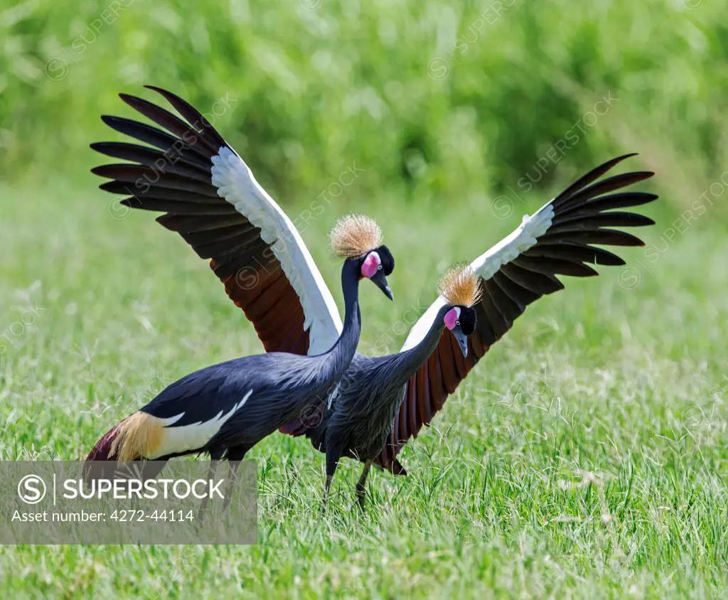 The magnificent Black crowned Crane is only found in Eastern Africa in the far north of Kenya and Uganda, and Southern Ethiopia.