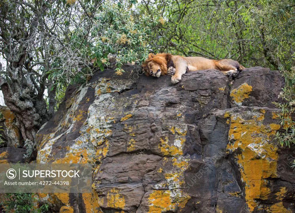 A lion sleeping on a lichen covered rock in Lake Nakuru National Park, Kenya