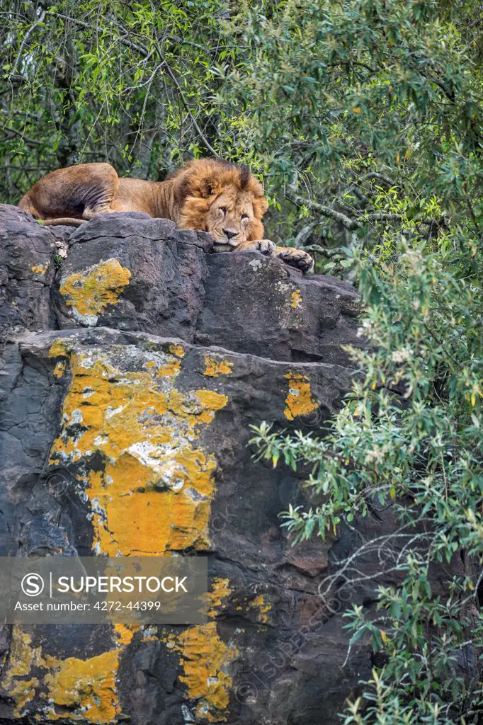 A lion resting on a lichen covered rock in Lake Nakuru National Park, Kenya