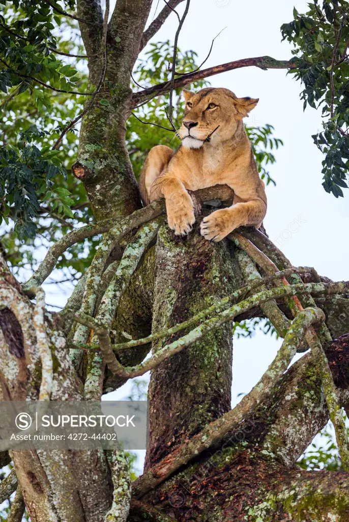 A lioness resting in a tree at Lake Nakuru National Park, Kenya