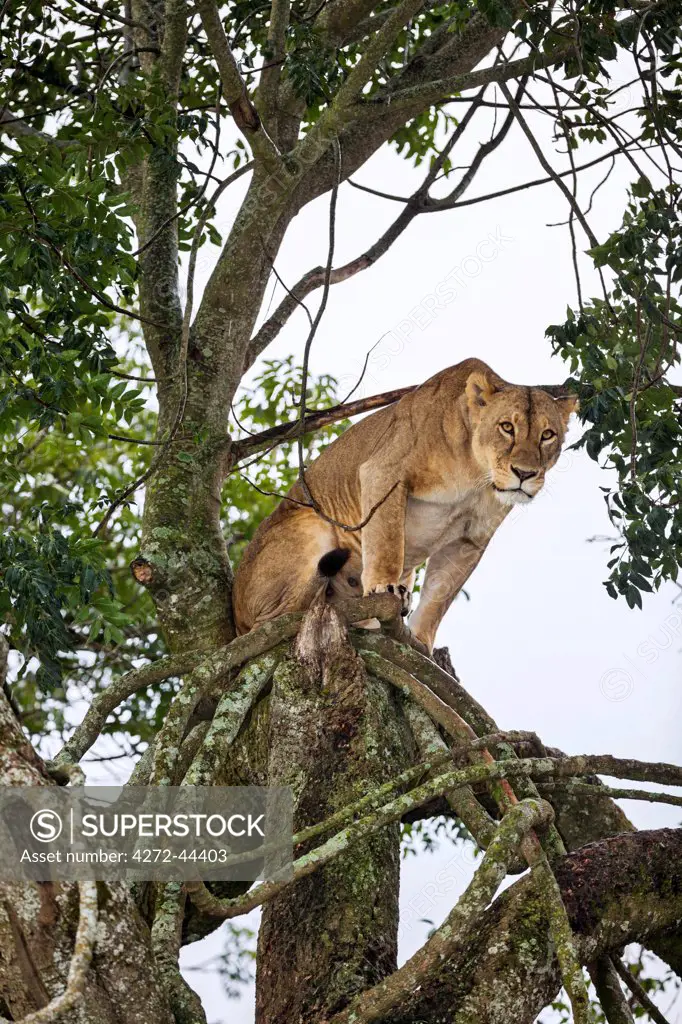 A lioness watching her prey from a tree in Lake Nakuru National Park, Kenya