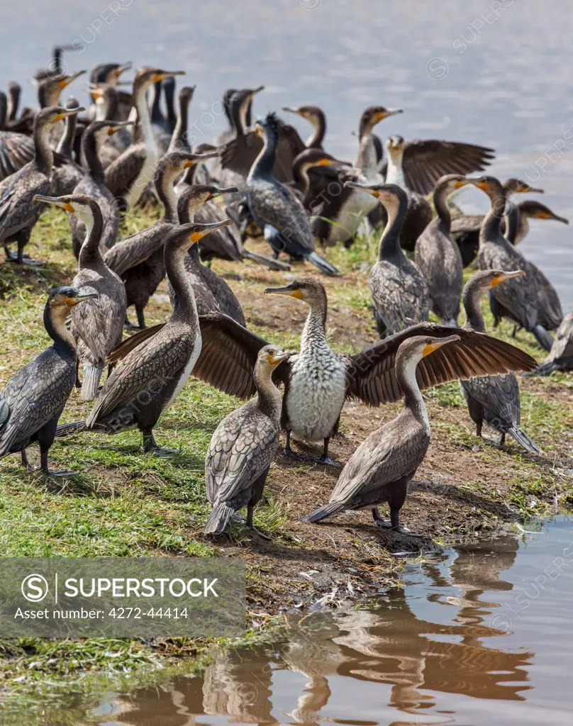 Long tailed Cormorants on the shores of Lake Nakuru, Kenya