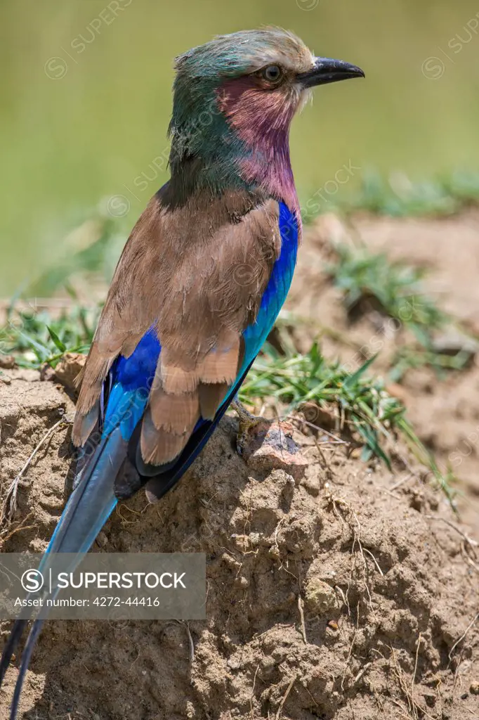 A Lilac breasted Roller at Lake Nakuru, Kenya