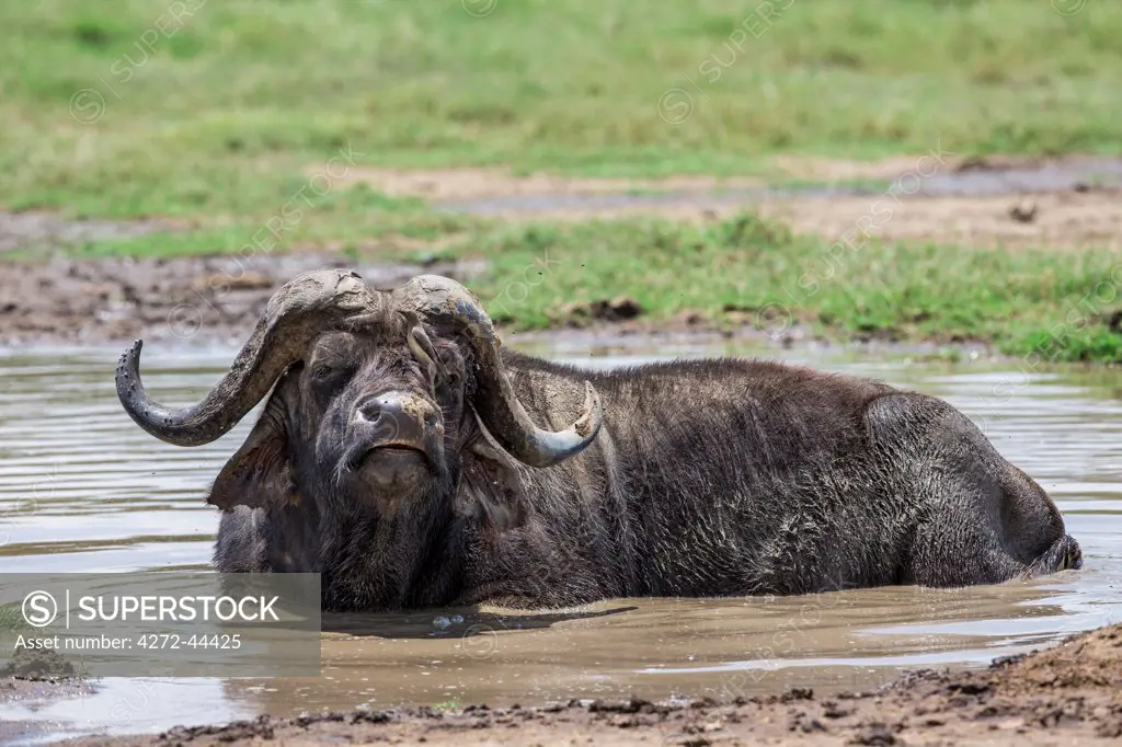 A Buffalo in a mud wallow at Lake Nakuru, Kenya