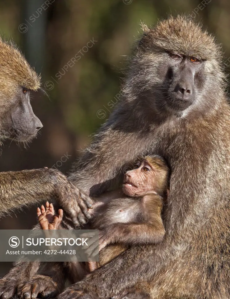 Olive Baboons at Lake Nakuru, Kenya