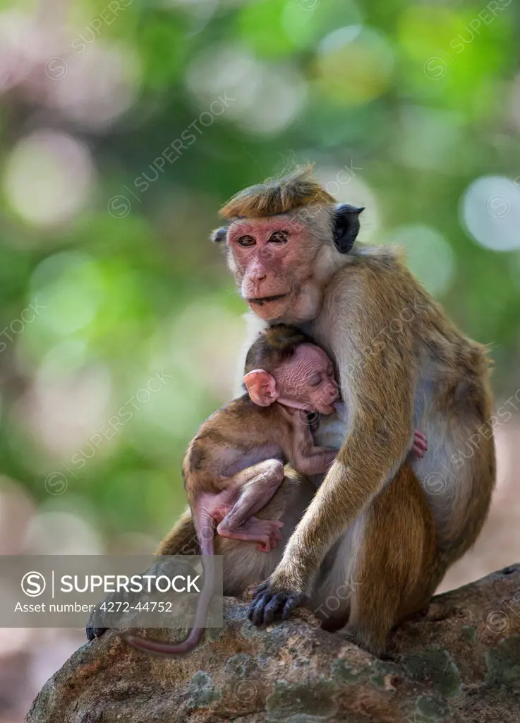 A Toque macaque monkey feeding its baby at Mihintale, Sri Lanka