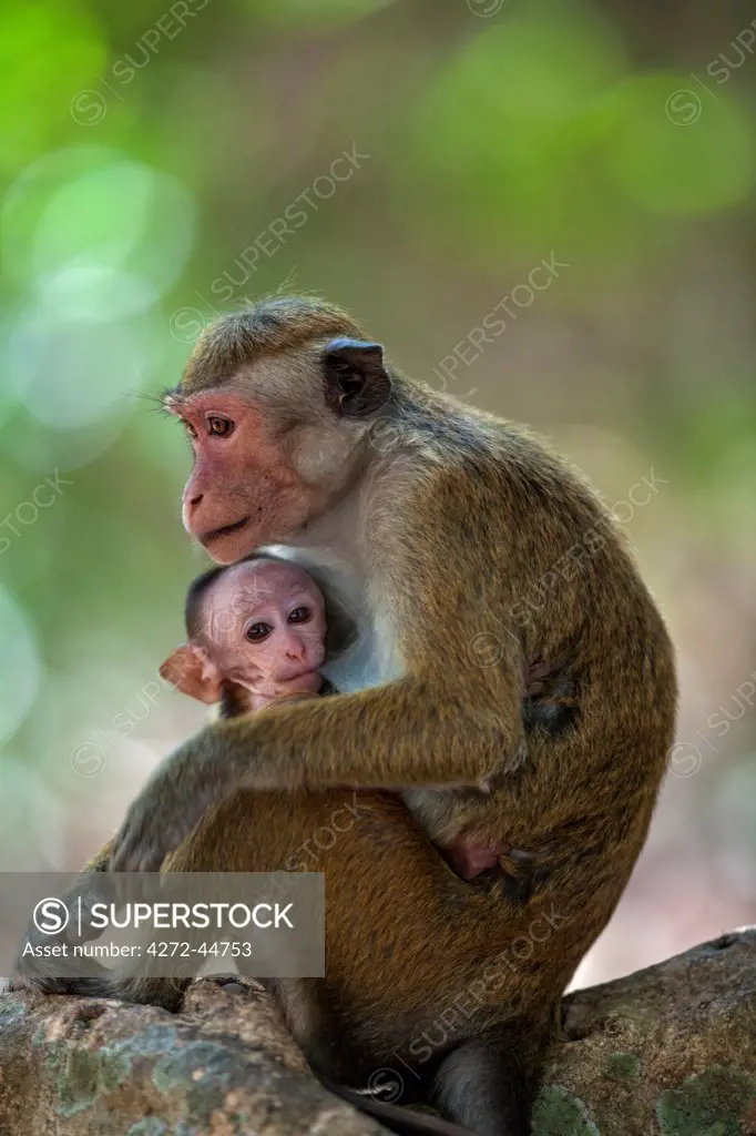 A Toque macaque monkey feeding its baby at Mihintale, Sri Lanka