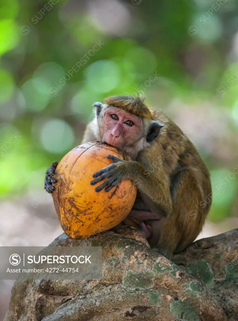 A Toque macaque monkey attempting to eat the husk of a coconut at Mihintale, Sri Lanka