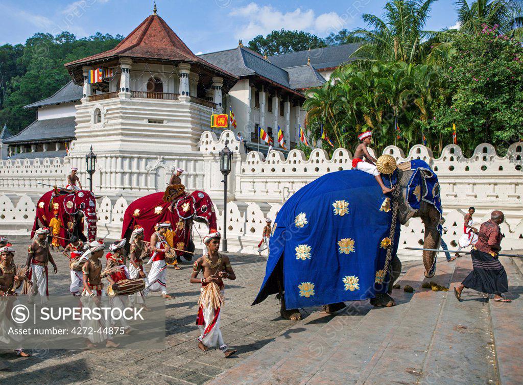 Caparisoned elephants and their riders accompanied by Kandyan dancers ...