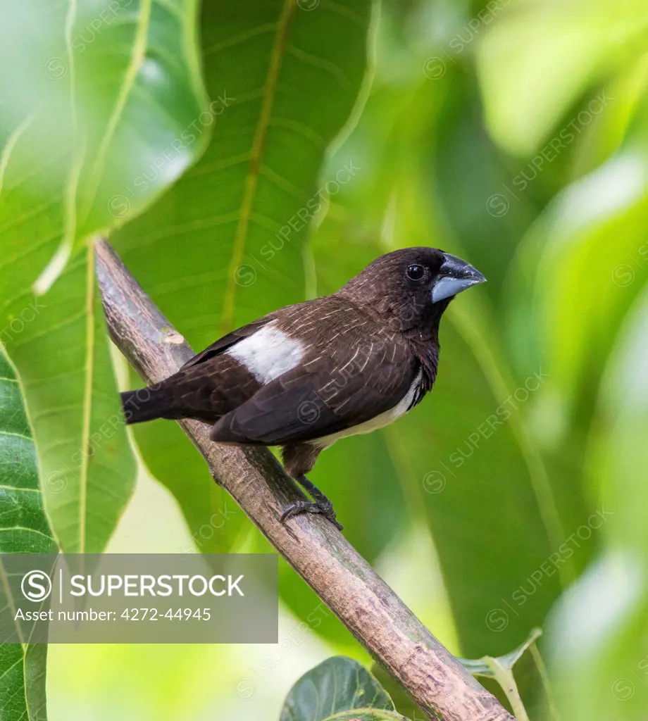 A White rumped Munia in Udawalawe National Park, Sri Lanka