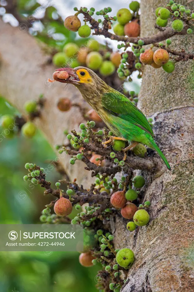 A beautiful Brown headed Barbet eating wild figs in Udawalawe, Sri Lanka