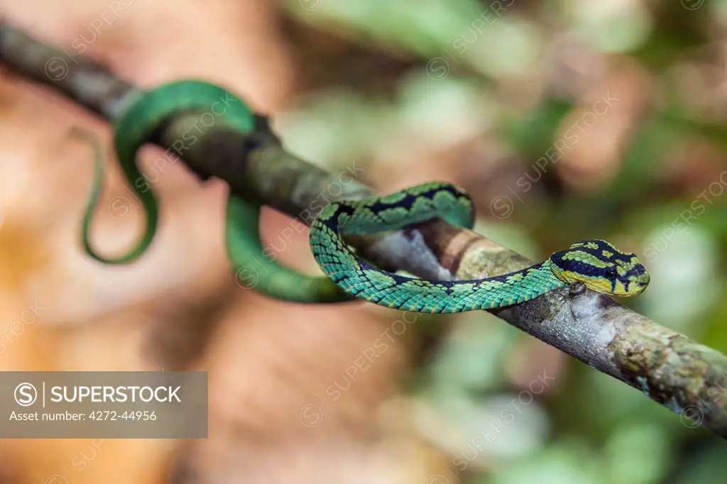 A Green Pit Viper in the Sinharaja Forest Reserve, Sri Lanka.