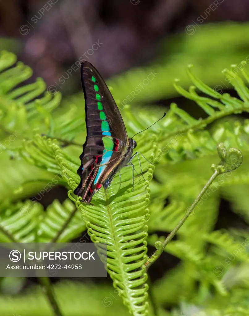 A Common Bluebottle butterfly in the Sinharaja Forest Reserve, Sri Lanka