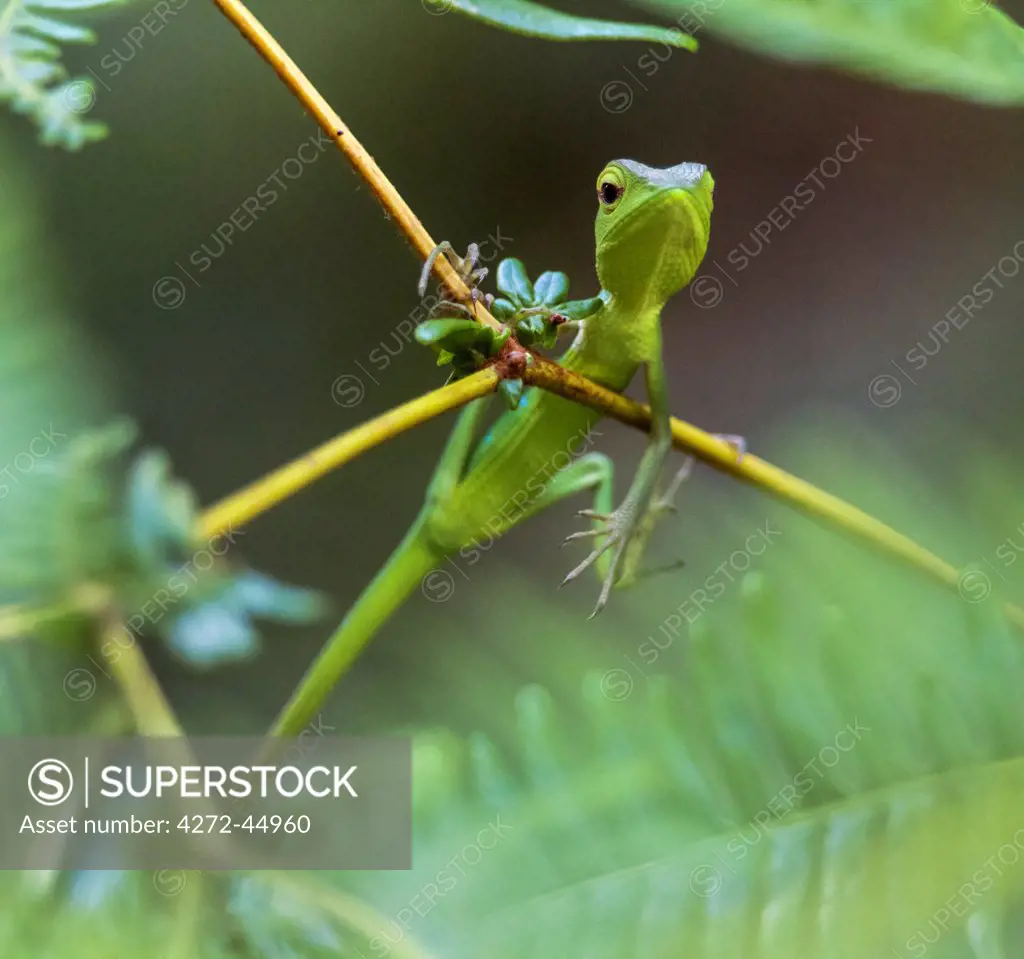 A Common Green Garden Lizard in the Sinharaja Forest Reserve, Sri Lanka