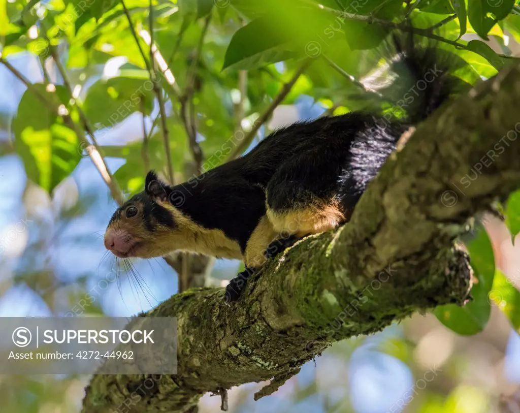 A Giant Squirrel in the Sinharaja Forest Reserve. This rodent is on the IUCN Red List of Threatened Species, Sri Lanka