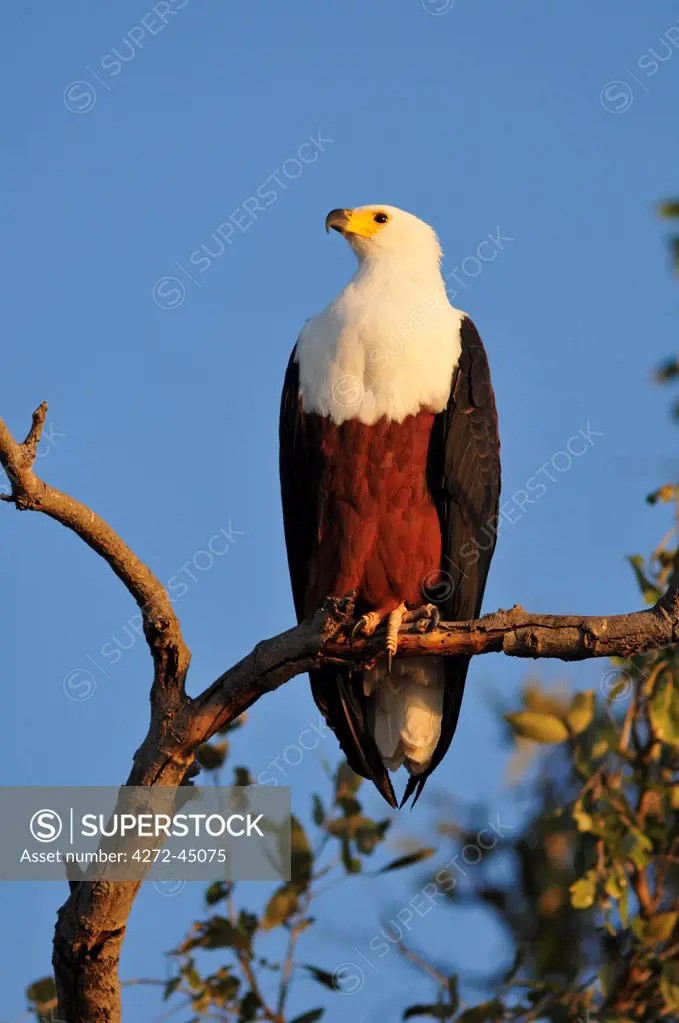 Fish Eagle, Haliaeetus vociferon, perched over the Chobe River, Chobe National park near town of Kasane, Botswana, Africa