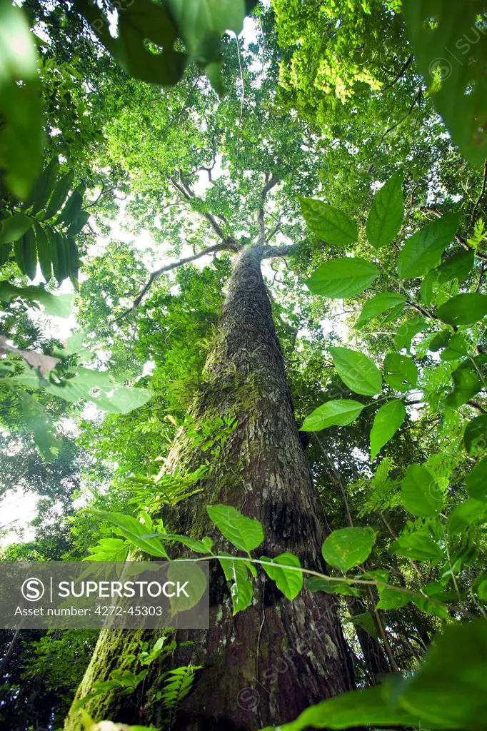 Kapok: Forest
