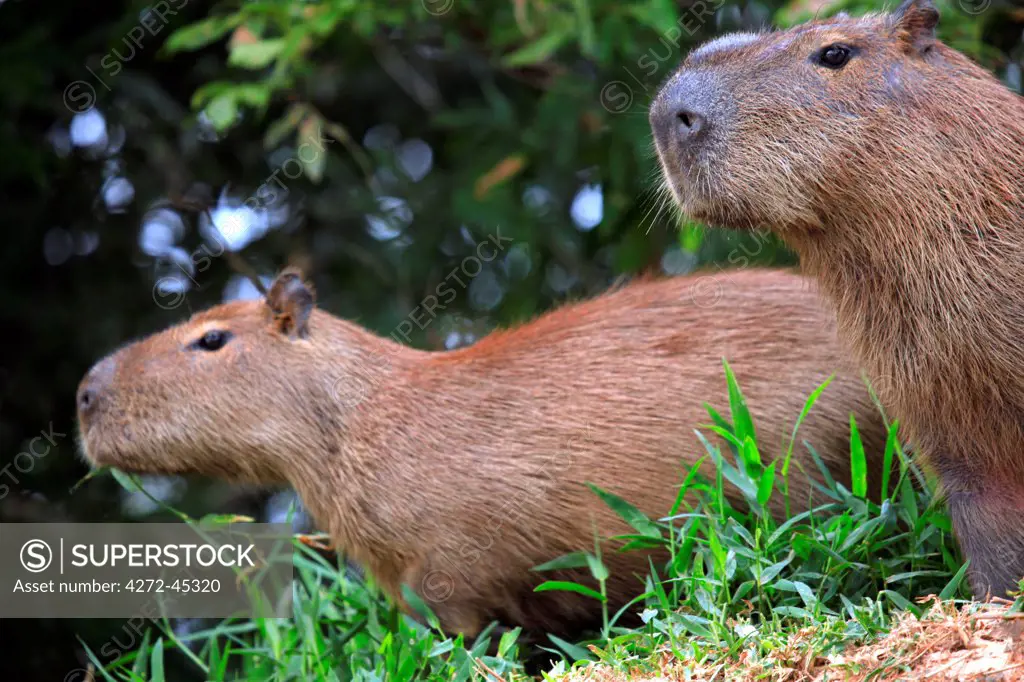 South America, Brazil, Mato Grosso, Pantanal, a male and female capybara, Hydrochoerus hydrochaeris, the largest extant rodent in the world