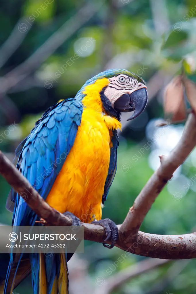 South America, Brazil, Blue and Yellow Macaw, Ara ararauna