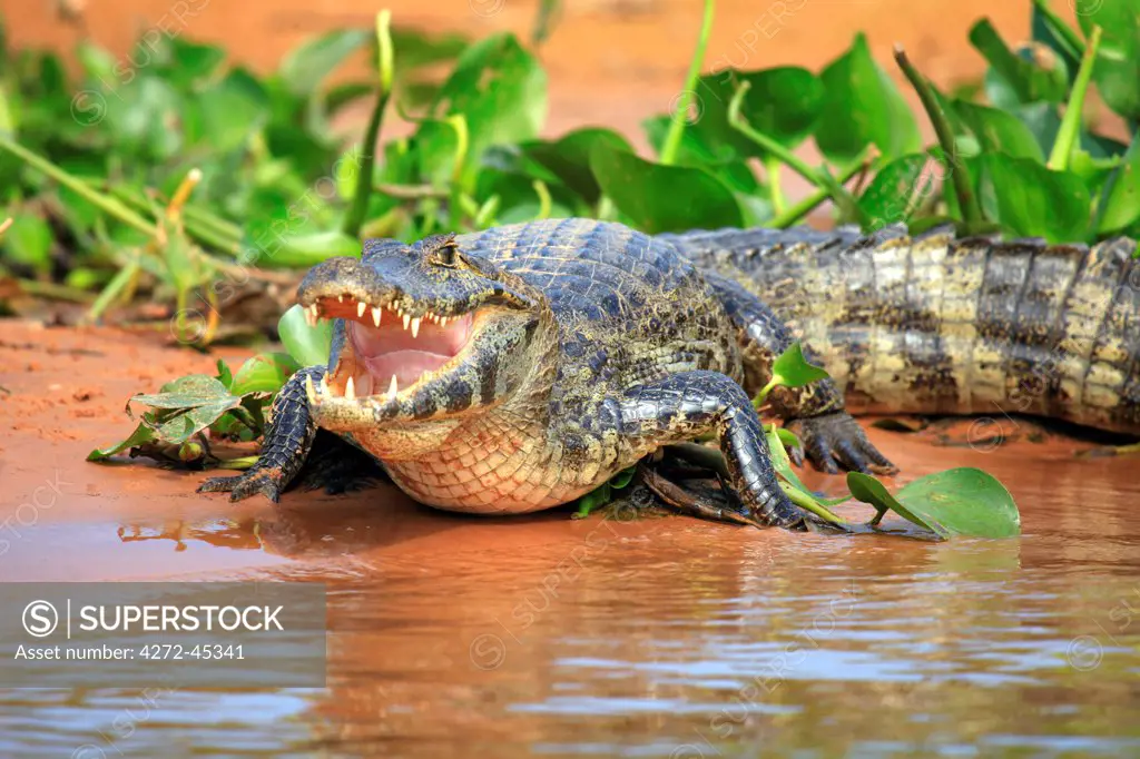 South America, Brazil, Mato Grosso, Pantanal, a Yacare caiman, Caiman crocodilus yacare, with jaws agape