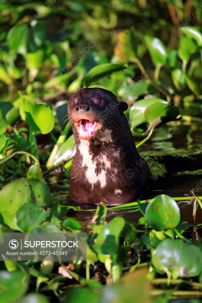 South America, Brazil, Mato Grosso, Pantanal, a giant otter