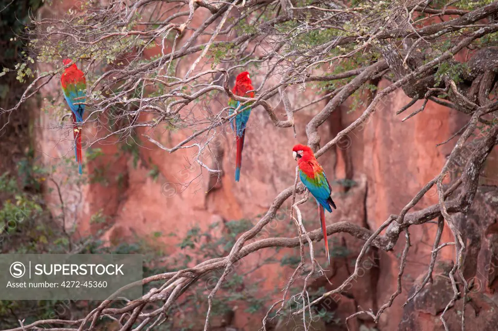 South America, Brazil, Mato Grosso, Bonito, Ara chloropterus, Red and green Macaw, at the Buraco das Araras, Macaw hole.