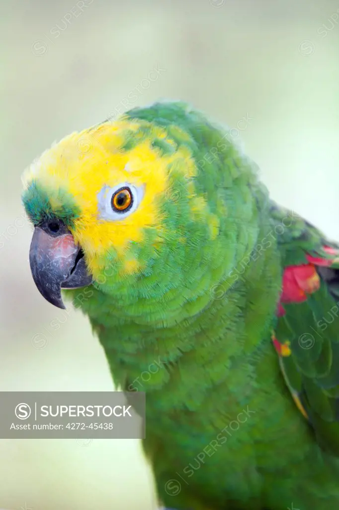 South America, Brazil, Para, Ilha de Marajo a Yellow crowned Amazon or Yellow crowned Parrot, Amazona ochrocephala,