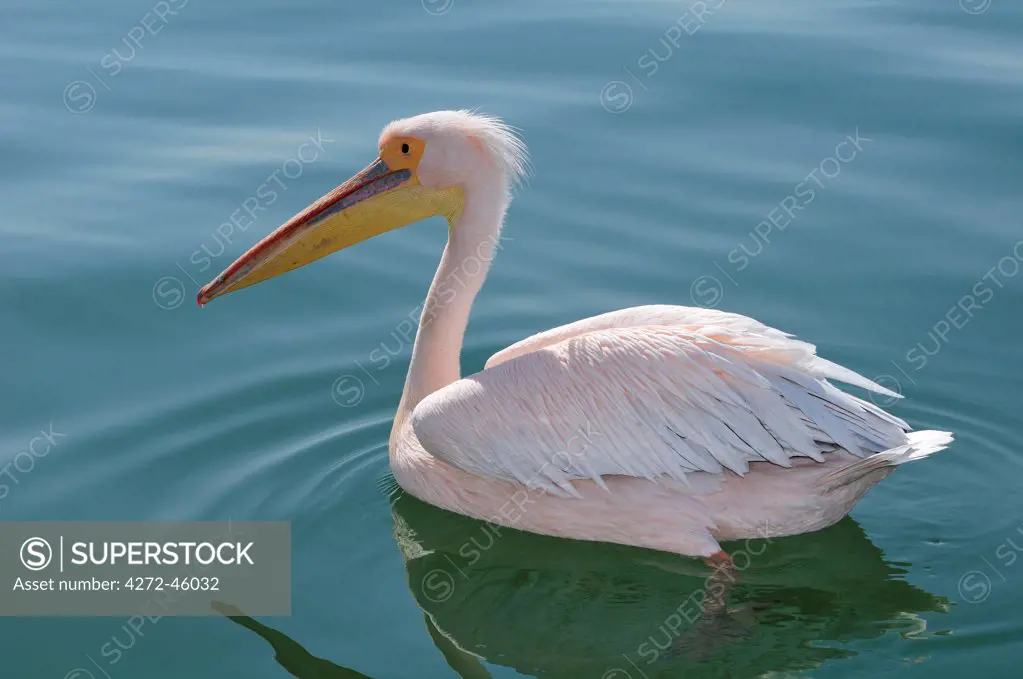 Africa, Namibia, Walvis Bay, Pelican in the harbour