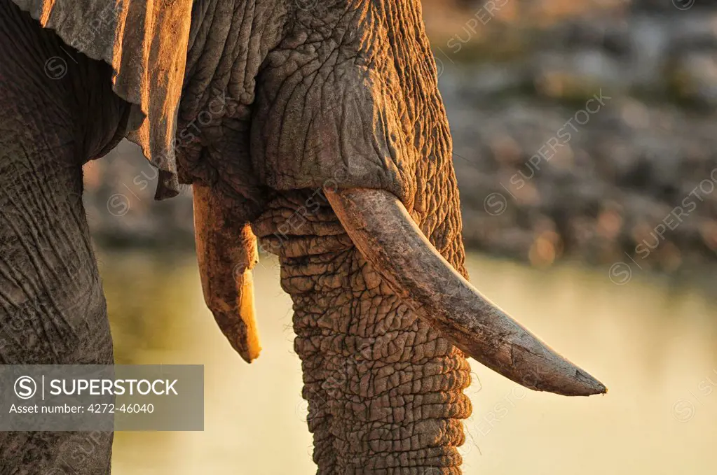 Elephant at waterhole, Etosha National parrk, Namibia, Africa