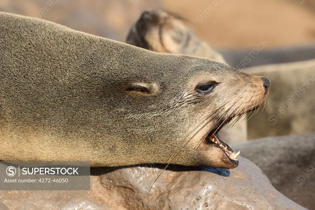 Africa, Namibia, Cape Cross, Seal Colony on the Skelleton Coast