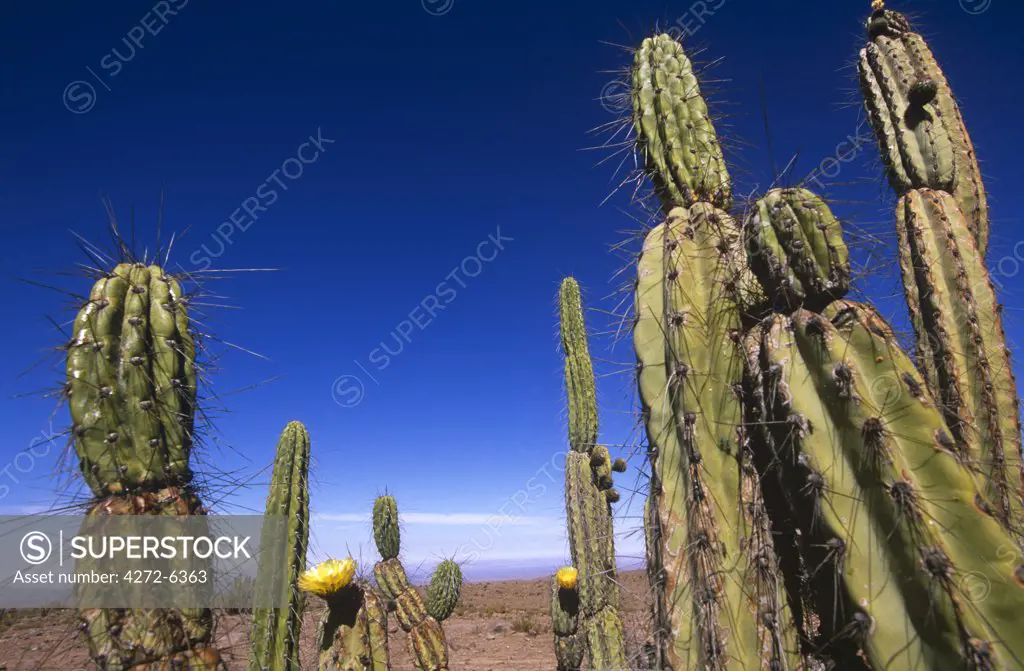 Chile, Iquique Region. Flowering cactus in the High Altiplano of Northern Chile