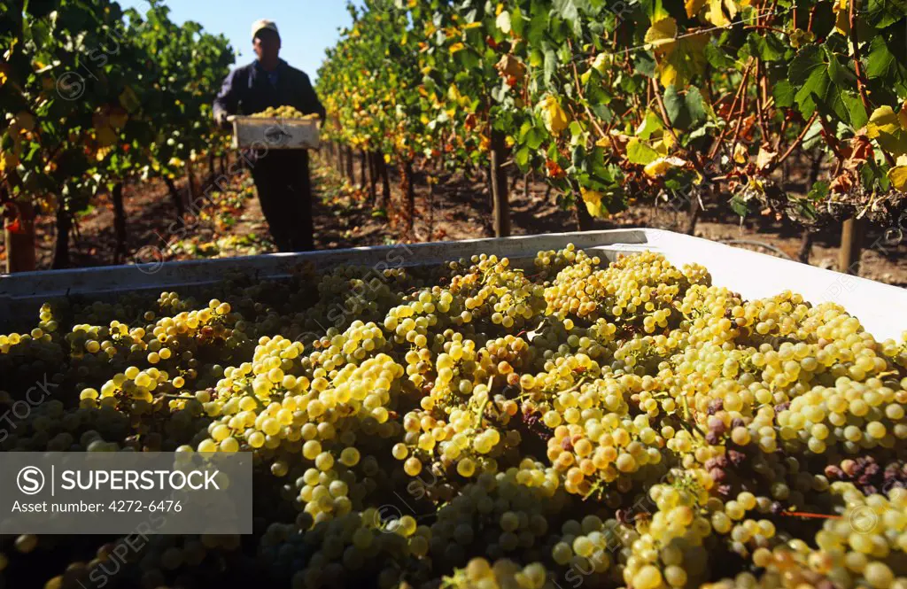 Chile, Region V, Santiago. Harvesting Chardonnay grapes at the Cousino Macul Vineyards, Central Chile.