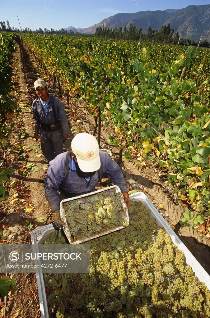 Chile, Region V, Santiago. Harvesting Chardonnay grapes at the Cousino Macul Vineyards, Central Chile.