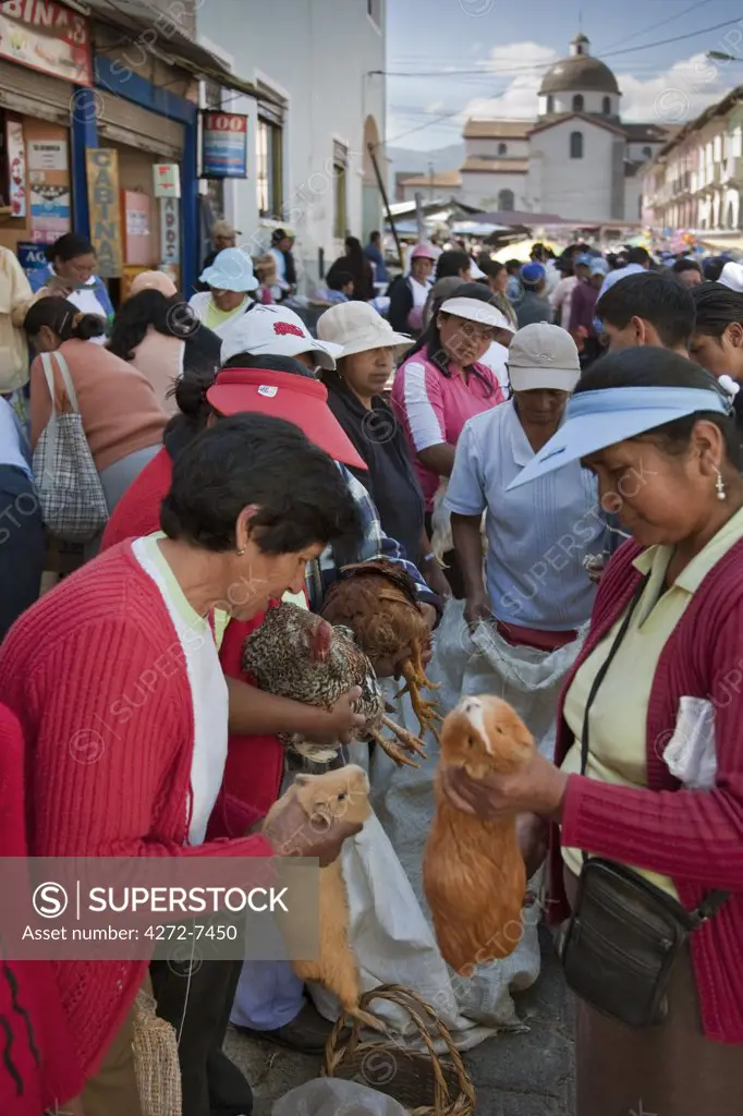 Ecuador, Guinea pigs at the weekly Sangolqui market,considered a delicacy here and Peru.
