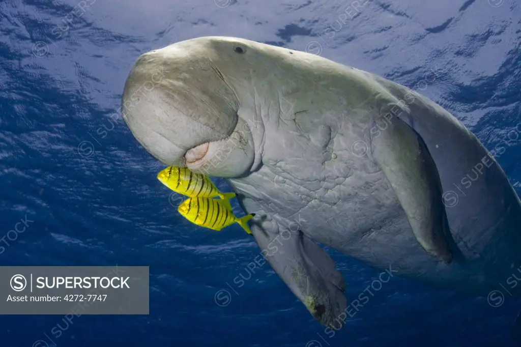 Egypt, Red Sea. A Dugong (Dugong dugon) swims in the Red Sea.