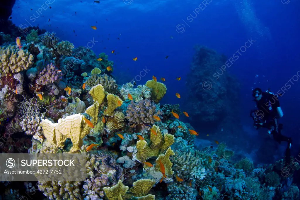 Egypt, Red Sea. A Diver explores the coral gardens at St. John's Reef in the Egyptian Red Sea