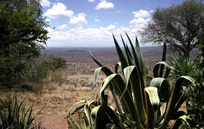 View towards Mount Kenya from Loisaba Lodge