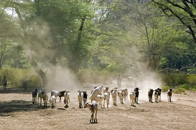 Goats being driven home, Baringo District, Kenya