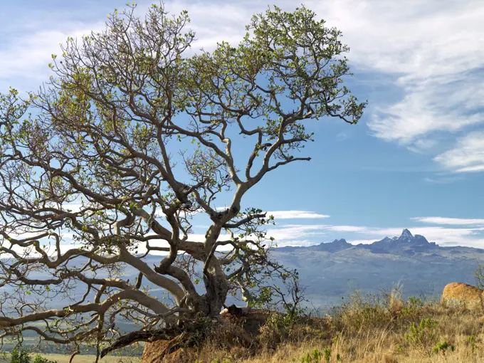 Kenya, Nanyuki District. Majestic Mount Kenya in the early morning from the Loldaiga Hills.