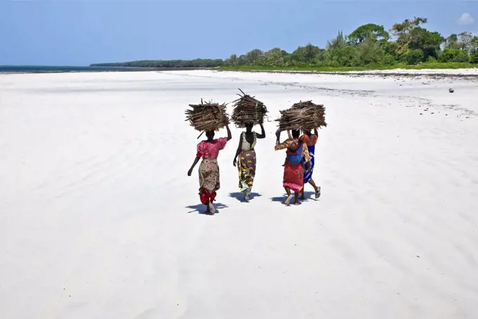 Kenya, Mombasa. Women carry on their heads makuti (dried coconut palm fronds used as roofing material) on a beach on Kenya south coast.