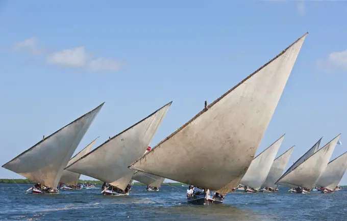 Kenya. Mashua sailing boats participating in a race off Lamu Island.