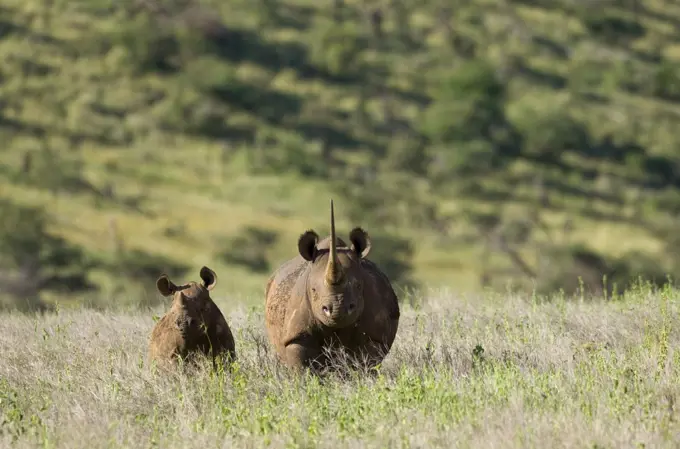 Kenya, Laikipia, Lewa Downs.  A mother and calf Black rhinoceros.