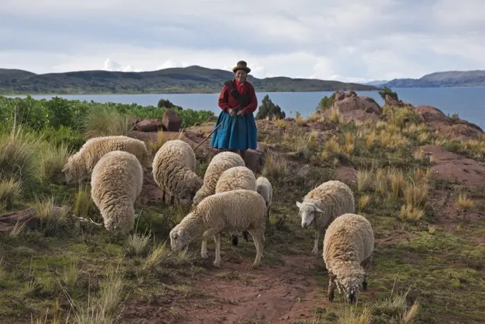 Peru, An old native Indian woman herds her flock of sheep on meagre pasture near the shores of Lake Titicaca.