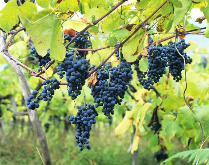 Grapes during harvesting in Madeira island, Portugal