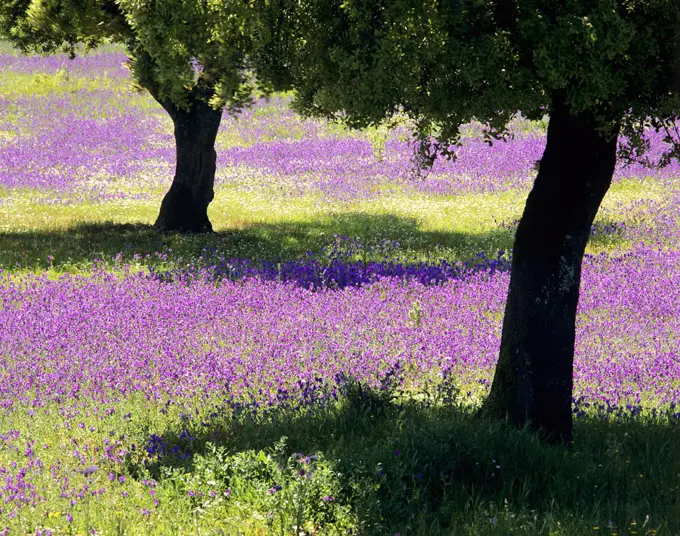 Spring on the Alentejo plain, Portugal