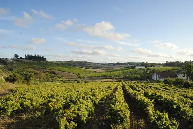 Vineyards in Carvoeira. Oeste region, Portugal